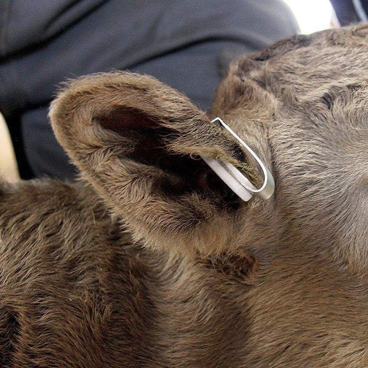 Shearwell NLIS MET cattle tag fitted to a calf's ear