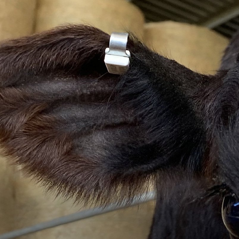 Shearwell NLIS MET cattle tag in a calf's ear