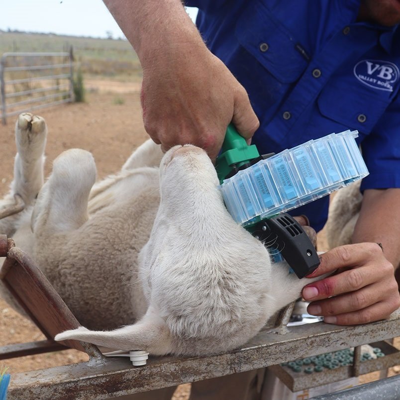 Tagging a lamb with the Shearwell Turbo Tagger