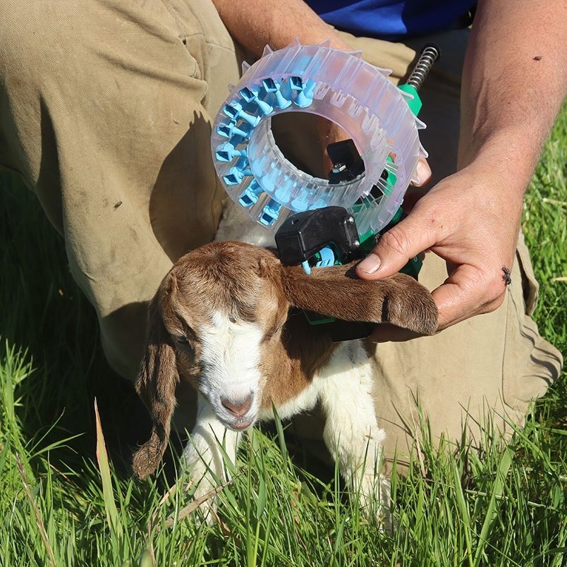 Tagging a goat kid with the Shearwell Turbo Tagger