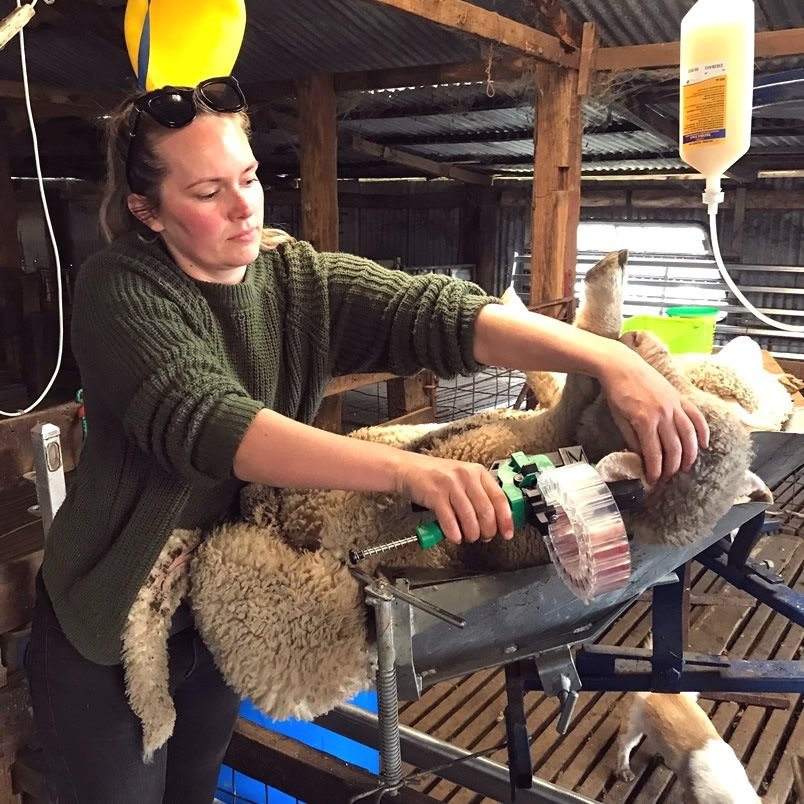 Tagging sheep in a cradle with the Shearwell Turbo Tagger